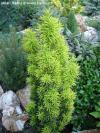 Taxus baccata 'Fastigiata Aureomarginata' - tis červený