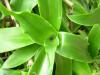 Callisia fragrans - kalísie voňavá