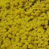 Alyssum saxatile ´Compactum Gold Bullet´ - tařice skalní