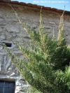 Juniperus sabina 'Tamariscifolia' - jalovec chvojka