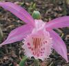 Pleione formosana - plejonka úhledná (READERS DIGEST VÝBĚR)