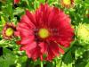 Gaillardia aristata 'Sunburst Burgundy' - kokarda
