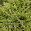 Juniperus sabina 'Buffalo' - jalovec chvojka