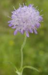 Knautia arvensis - chrastavec rolní