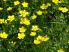 Ranunculus acris - pryskyřník prudký