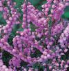 Calluna vulgaris 'Peter Sparkes' - vřes obecný (READERS DIGEST VÝBĚR)