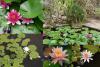 Nymphaea - leknín
