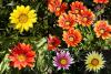 Gazania - gazánie