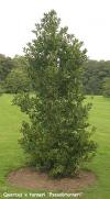 Quercus x turneri 'Pseudoturneri' - dub Turnerův