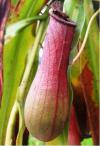 Nepenthes - láčkovka