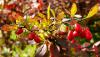 Berberis thunbergii - dřišťál Thunbergův (TIP ZC CS)