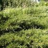 Juniperus chinensis 'Mint Julep' - jalovec čínský