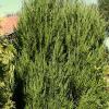 Juniperus chinensis 'Spartan' - jalovec čínský