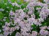Nemesia - hledíkovka