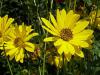 Helianthus tuberosus - slunečnice topinambur