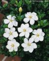 Gardenia jasminoides 'Kleim’s Hardy' - gardénie