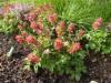 Corydalis solida 'Transsilvanica' - dymnivka plná