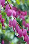 Květen: srdcovka - Dicentra spectabilis (PROVOBIS) 