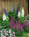Salvia superba 'Merleau' - šalvěj nádherná (CALENDAR-COLORS)