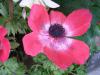 Anemone coronaria 'De Caen' - sasanka věncová