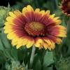 Gailardia aristata 'Granada' ™ - kokarda osinatá (CALENDAR-COLORS)