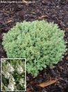 Hebe pinguifolia 'Sutherlandii' - hebe tučnolisté