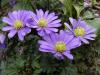 Anemone blanda - sasanka rozkošná (PROVOBIS)