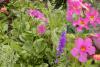 Incarvillea - dvojostice