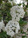 Viburnum carlesii - kalina Carlesiova (PROVOBIS)