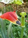 Květen - odstraňujeme odkvetlé květy tulipánů  (PROVOBIS)