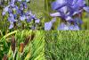 Iris sibirica - kosatec sibiřský