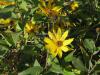 Helianthus tuberosus - topinambur
