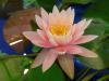 Nymphaea - leknín