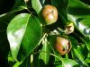 Červen: Pyrus communis - hrušeň obecná, plody