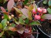 Gaultheria procumbens 'Winter Pearls Big Berry' - libavka polehlá