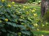 Kirengeshoma palmata - kirengešoma dlanitá (PROVOBIS)