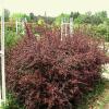 Berberis thunbergii 'Red Chief' - dřišťál thunbergův