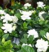 Gardenia - gardénie
