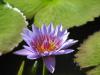 Nymphaea caerulea - leknín modrý