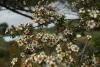 Kunzea ericoides - kanuka