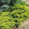 Juniperus communis 'Depressa Aurea' - jalovec obecný
