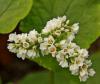 Fagopyrum esculentum - pohanka obecná