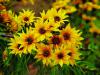 Helianthus salicifolius - slunečnice vrbolistá (PROVOBIS)