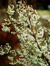 Callicarpa - krásnoplodka (PROVOBIS)