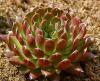 Orostachys thyrsiflora
