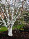 Betula jacquemontii - bříza Jacquemontova (PROVOBIS)