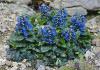Ajuga pyramidalis 'Metallica Crispa' - zběhovec jehlancovitý