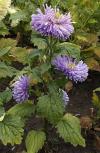 Callistephus chinensis - astra čínská