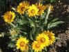 Gazania splendens - gazánie zářivá