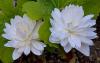 Sanguinaria canadensis 'Multiplex' - krevnice kanadská
